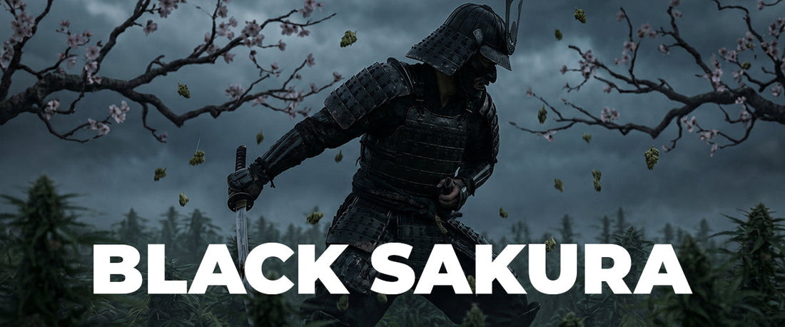 Black Sakura Strain: A Complete Guide to Flavor, Effects, and Origins