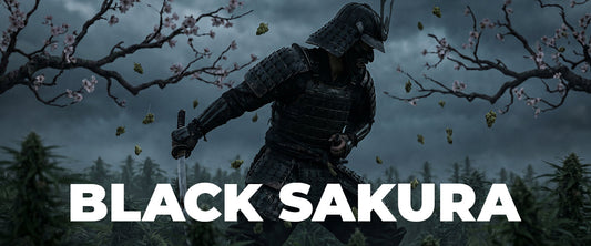 Black Sakura Strain: A Complete Guide to Flavor, Effects, and Origins