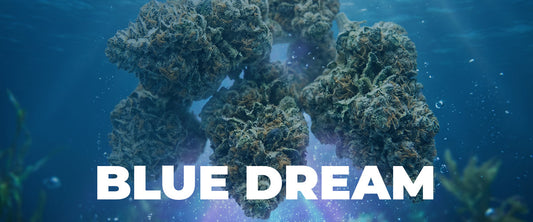 Blue Dream: A Complete Guide to One of Cannabis's Most Beloved Strains