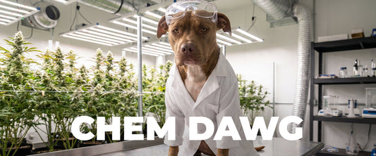 Chem Dawg Strain: The Complete Guide to Cannabis's Most Iconic Cultivar