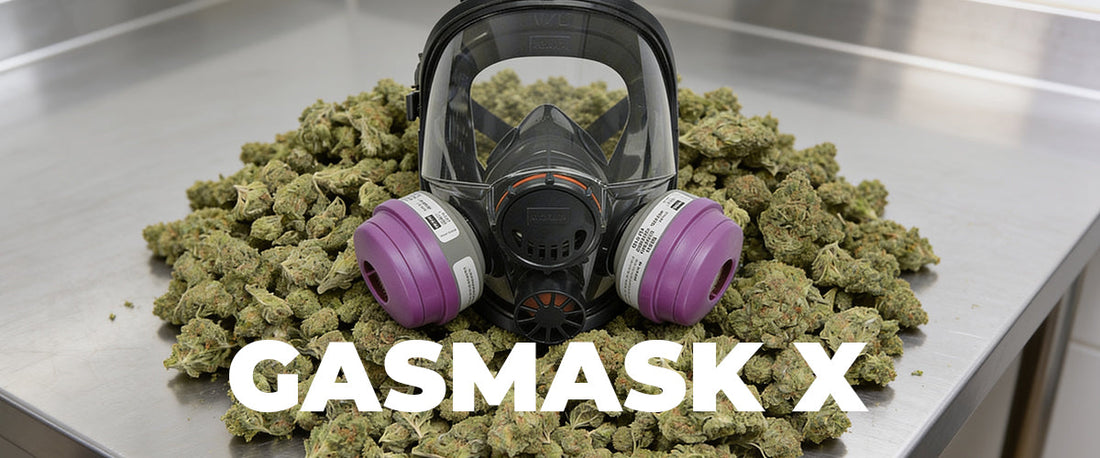 Gasmask X Strain: The Complete Guide to Effects, Flavor, and Benefits