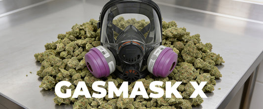Gasmask X Strain: The Complete Guide to Effects, Flavor, and Benefits