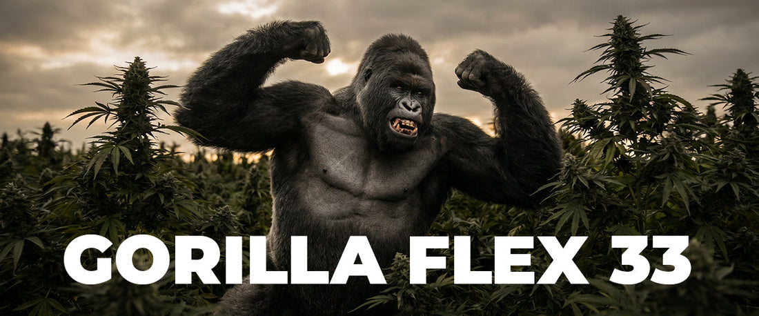 Gorilla Flex 33 Strain Review: The Heavy Indica Built for Strength and Flavor
