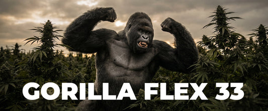 Gorilla Flex 33 Strain Review: The Heavy Indica Built for Strength and Flavor