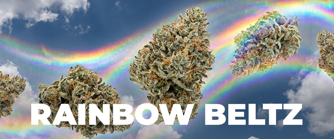 Rainbow Beltz Strain: A Complete Guide to Effects, Flavors, and Benefits