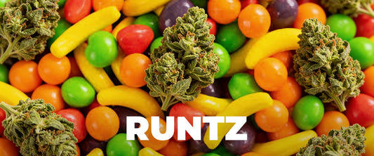 Runtz Strain: The Complete Guide to History, Effects, Terpenes, and More