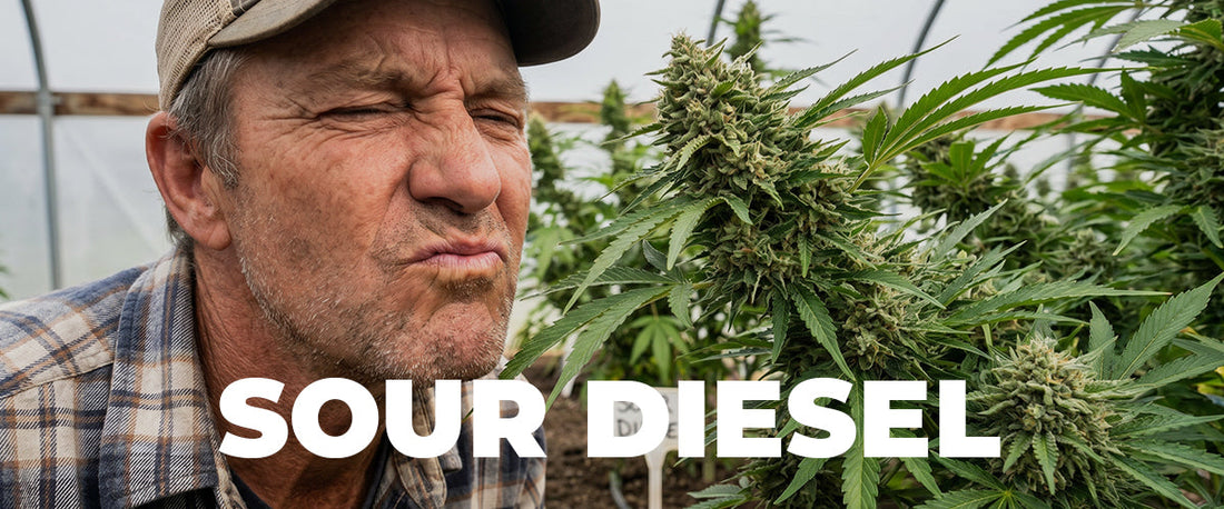 Sour Diesel Strain: The Complete Guide to Effects, Terpenes, and Uses