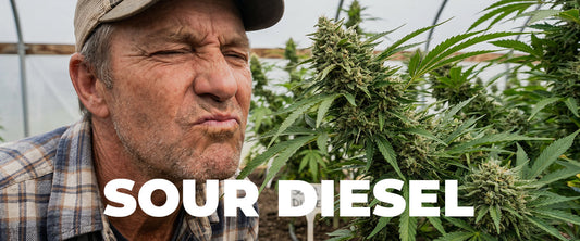 Sour Diesel Strain: The Complete Guide to Effects, Terpenes, and Uses