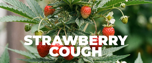 Strawberry Cough Strain: History, Effects, Terpenes, and Everything You Need to Know