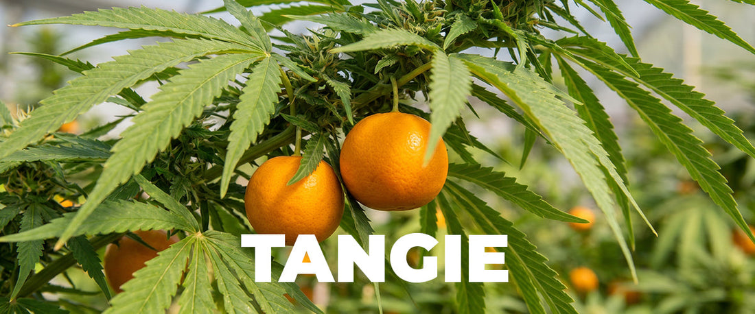 Tangie Strain: The Complete Guide to Cannabis's Most Iconic Citrus Sativa