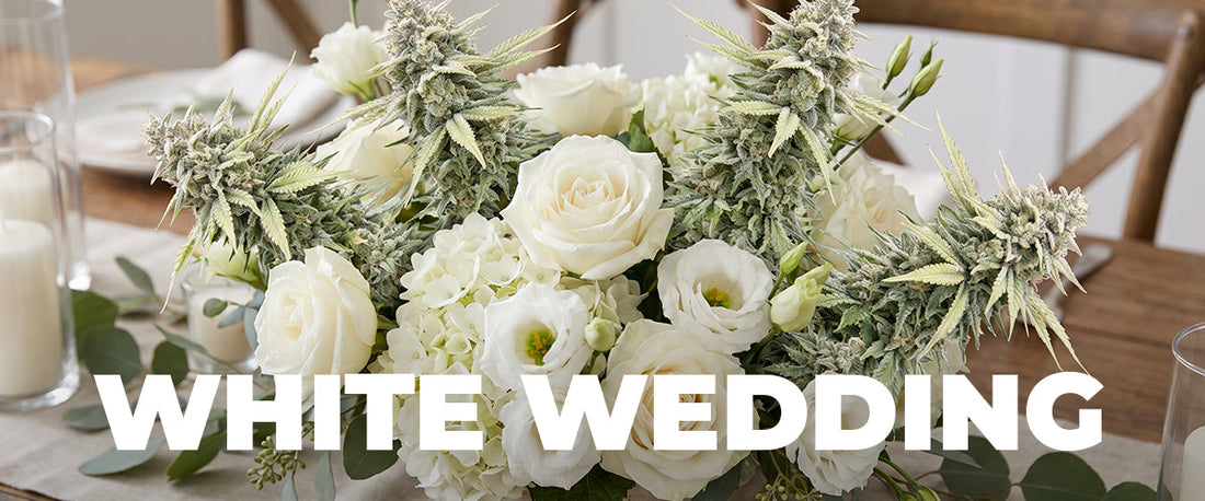White Wedding Strain: A Complete Guide to Effects, Flavors, and Benefits