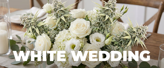 White Wedding Strain: A Complete Guide to Effects, Flavors, and Benefits
