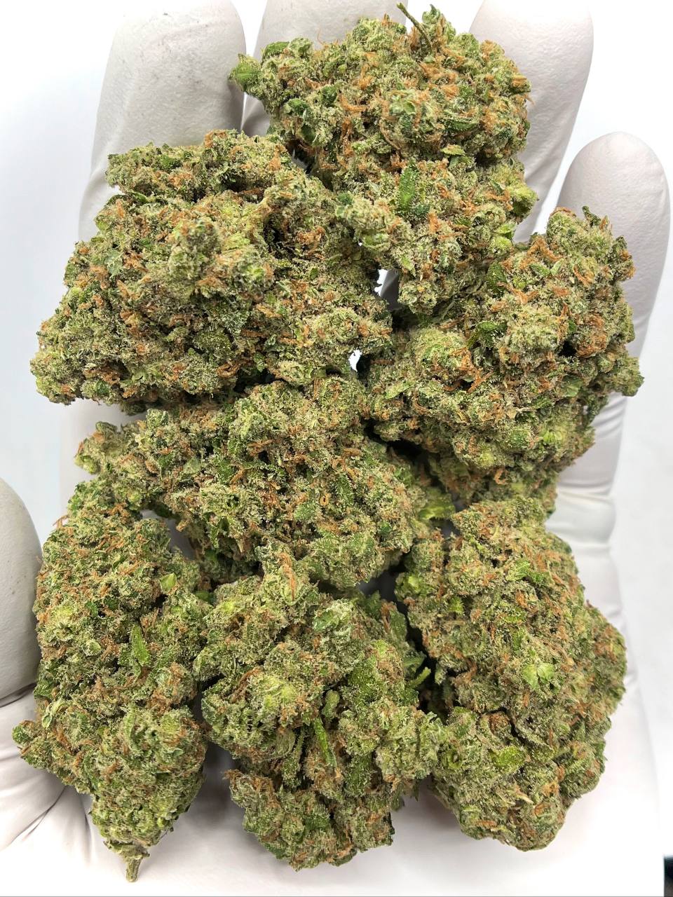 Premium Jack Herer