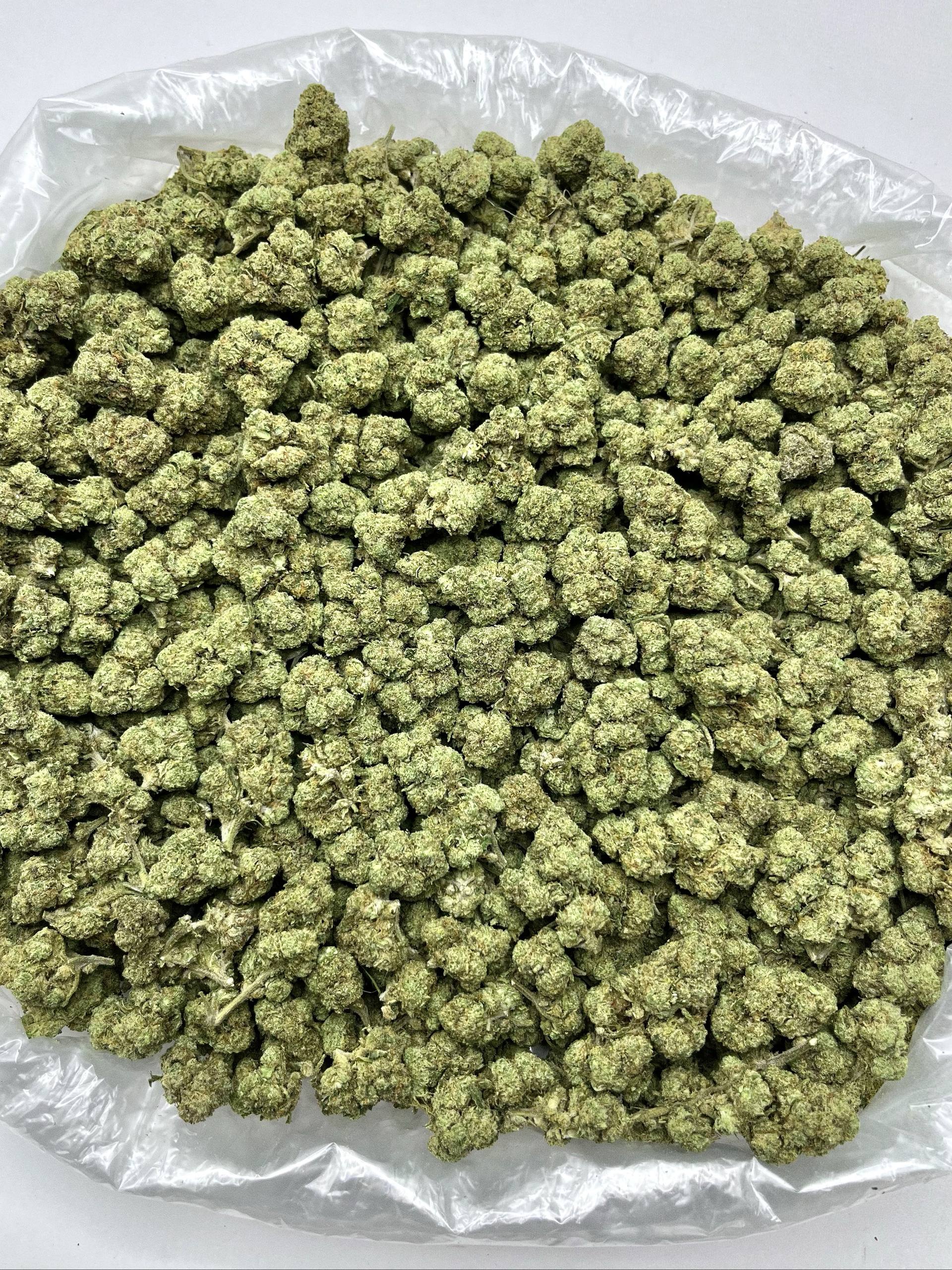 Gelato