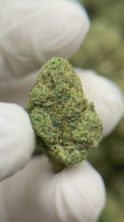 Greenbacks Blue Dream