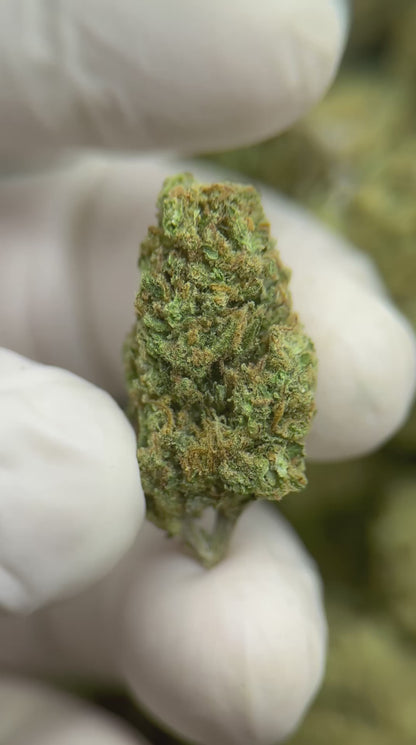 Greenbacks Jack Herer