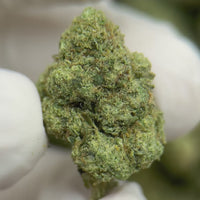 Gelato