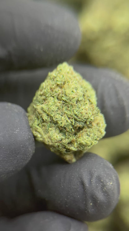 Greenbacks Thunderfruit